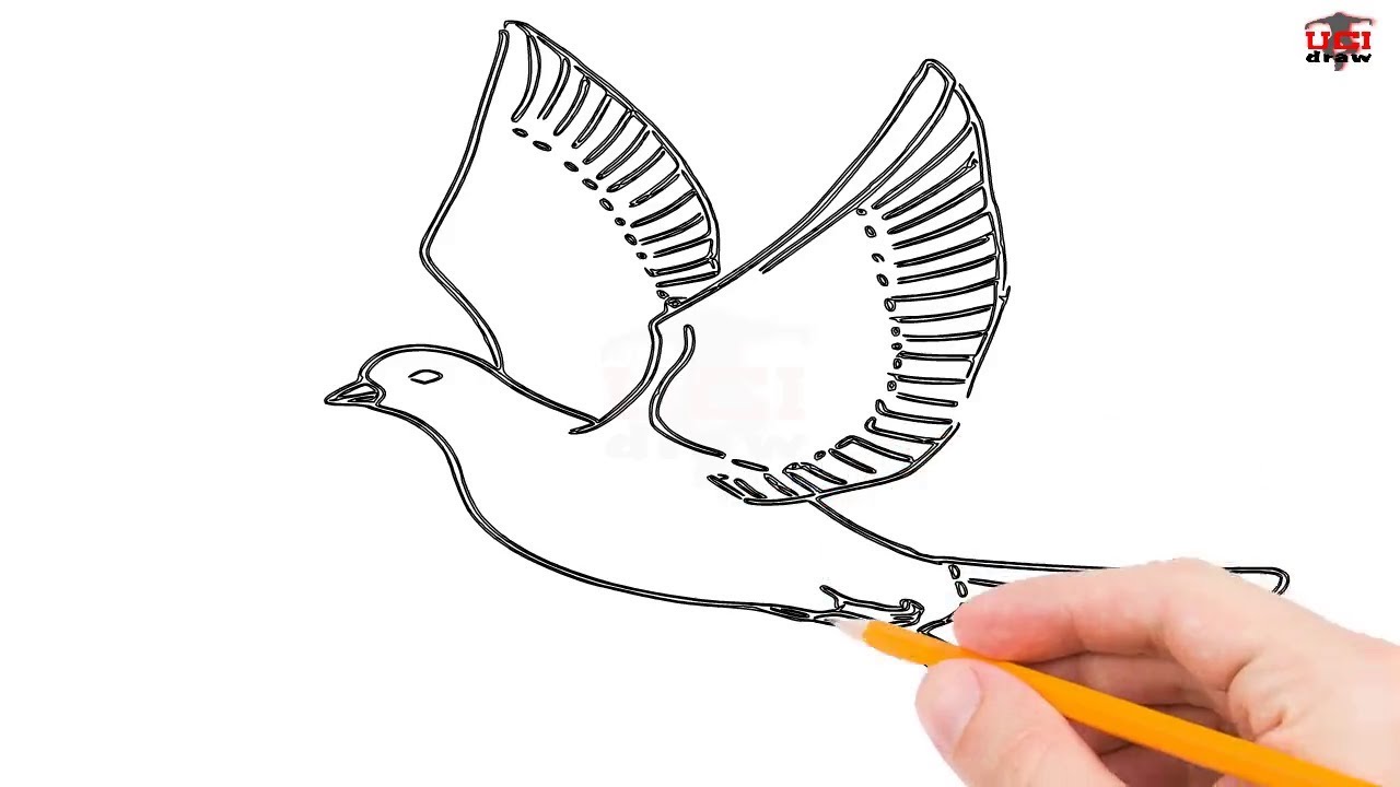 1280x720 How To Draw A Dove Step By Step Easy For Kidseginners Simple