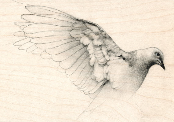 570x399 Original Pencil Drawing Bird Dove Sketch Dove Sketches, Drawing
