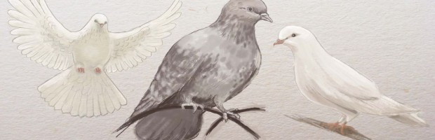 620x200 Golubi 620x200.jpg