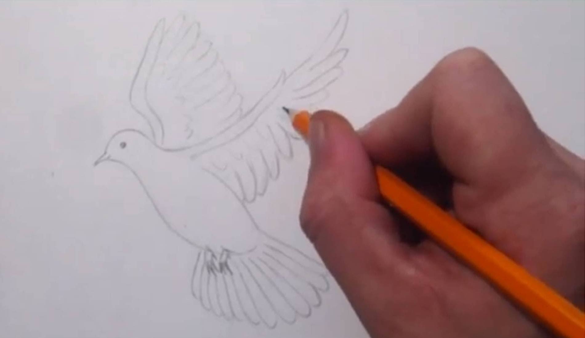 1900x1099 How To Draw A Dove