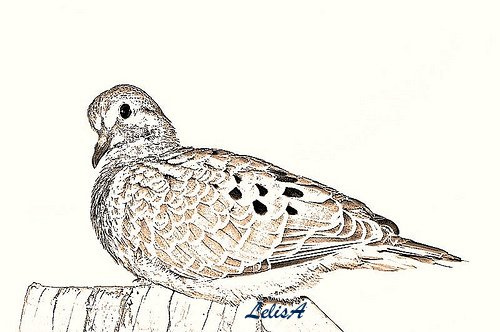 500x332 Mourning Dove Pencil Sketch. Lelisa