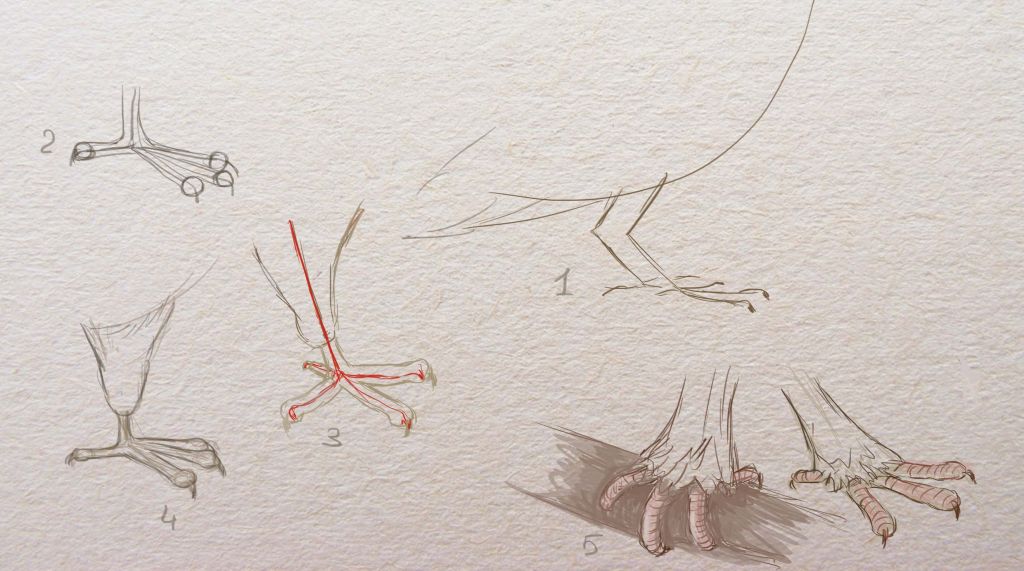 1024x571 Bird Legs.jpg