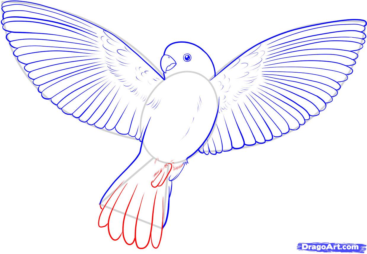 1239x857 12. How To Draw A Flying Bird