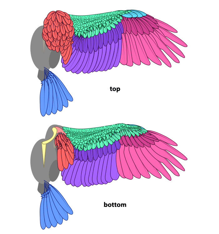 700x749 How To Draw And Animate Wings Birds, Bats, And More