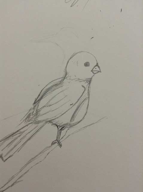 478x640 How To Paintdraw Birdswings