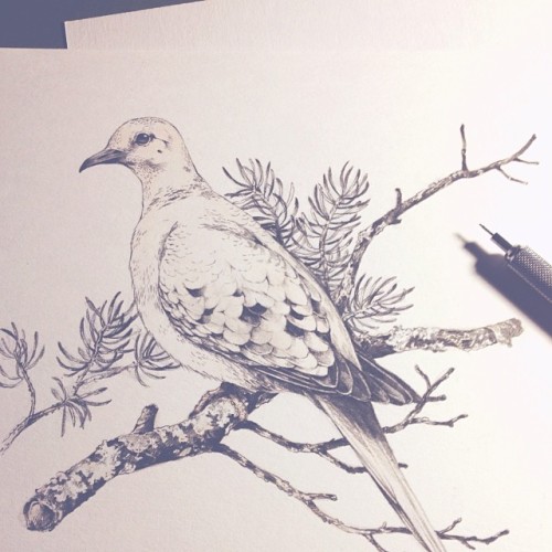 500x500 Drawing Birds Shocking, I Know. Mourning Doves Teagan White