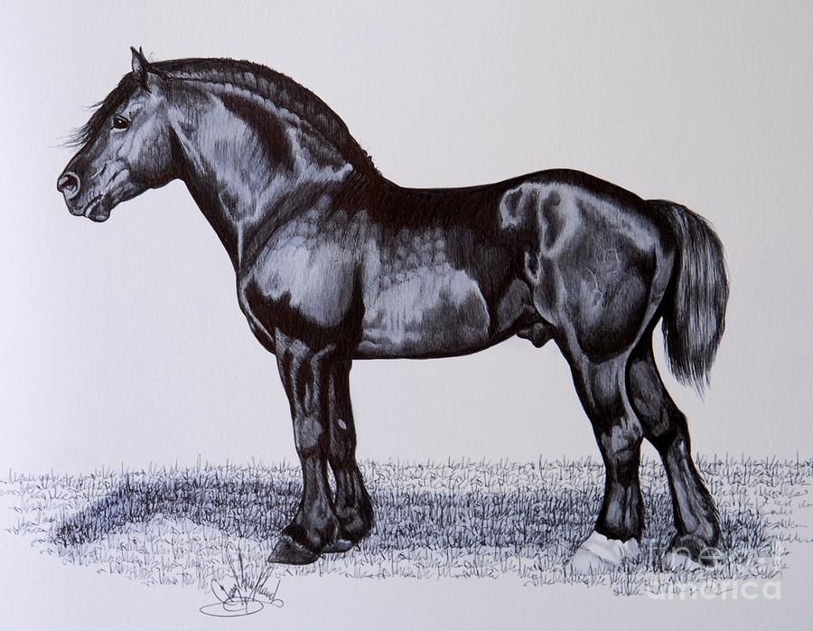 900x698 Heavy Draft Horse Series Drawing By Cheryl Poland