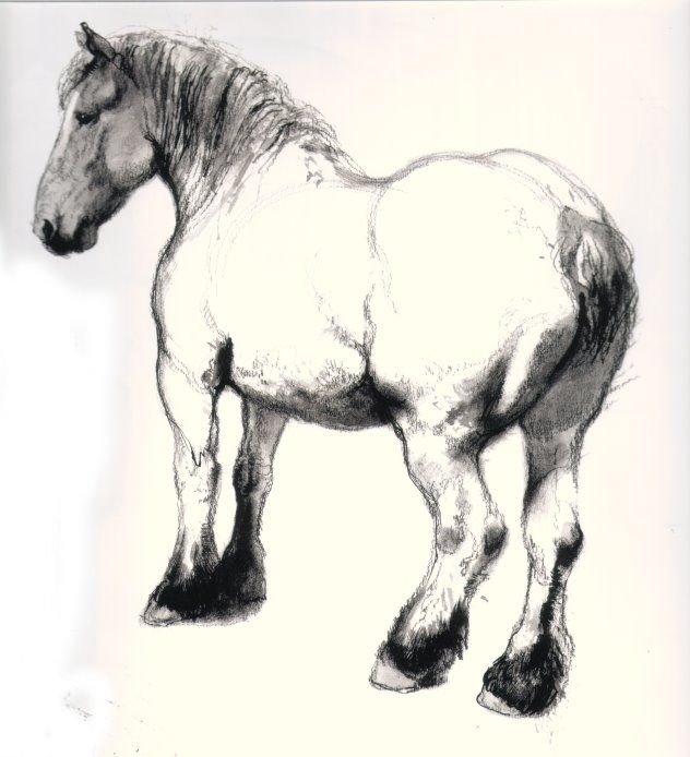 632x694 Rien Poortvliet Draft Horse Sketch One Of My Favorite Artists