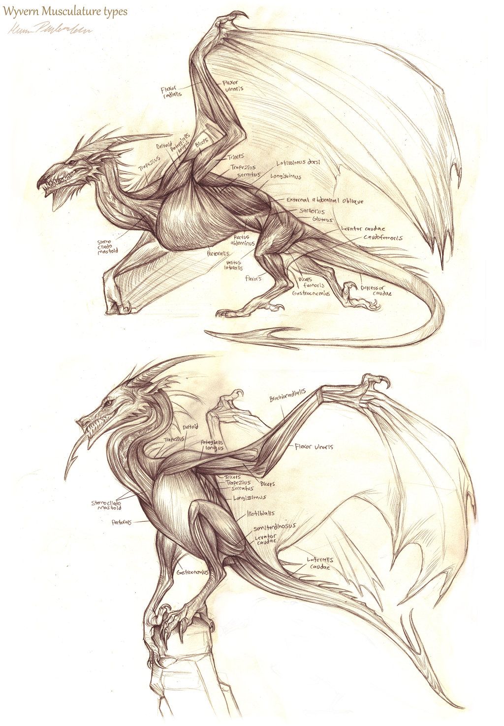 1024x1475 Wyvern Musculature By
