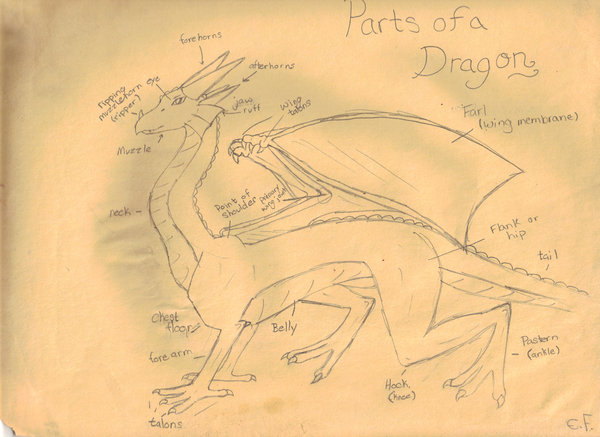 600x437 Dragon Body Parts Diagram By Juliangreystoke