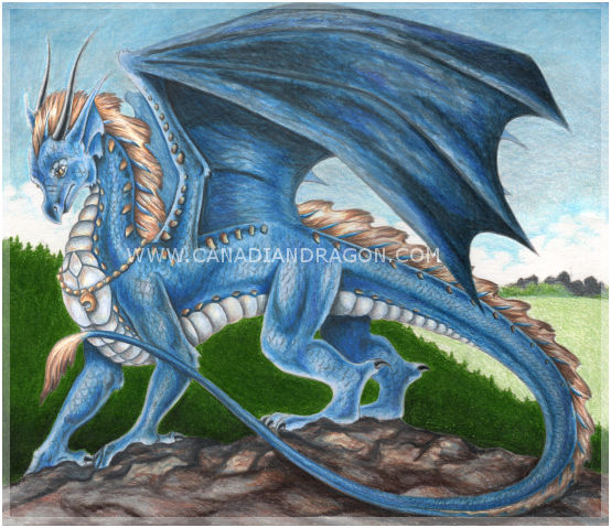 554x479 Canadian Dragon Fantasy Art Original Blue Female Dragon Drawing