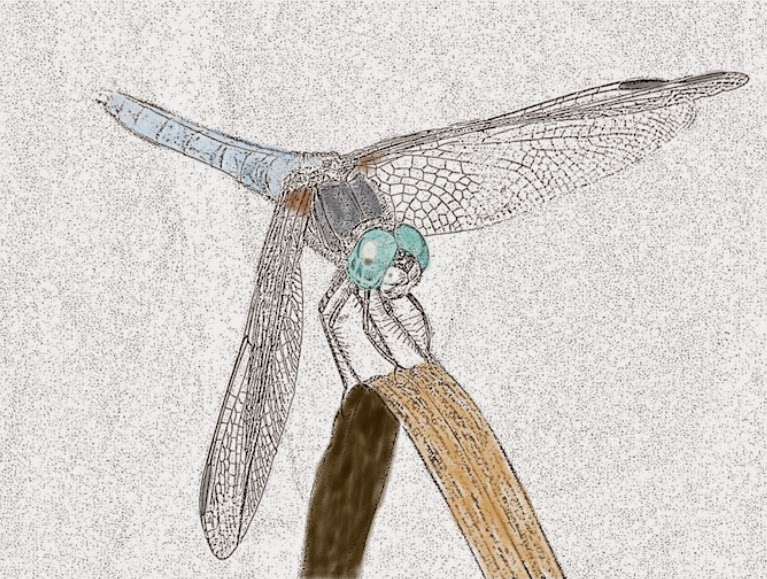 767x579 The Dragonfly Whisperer Dragonfly Drawing