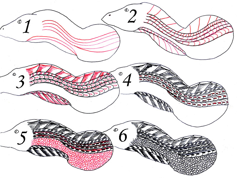 800x603 Dragon Scales