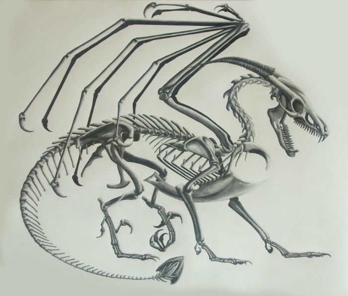 700x595 Dragon Skeleton Sketch By Nicole Grosjean. My