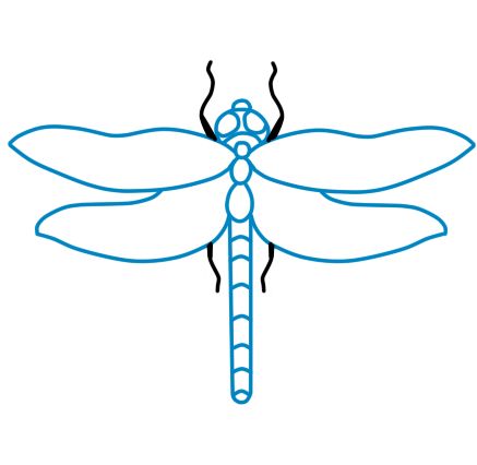 437x426 How To Draw A Dragonfly 11 Steps