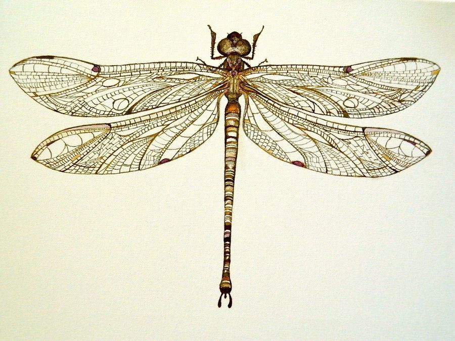 900x675 Pinned Dragonfly By Arboris Silvestre Tatts