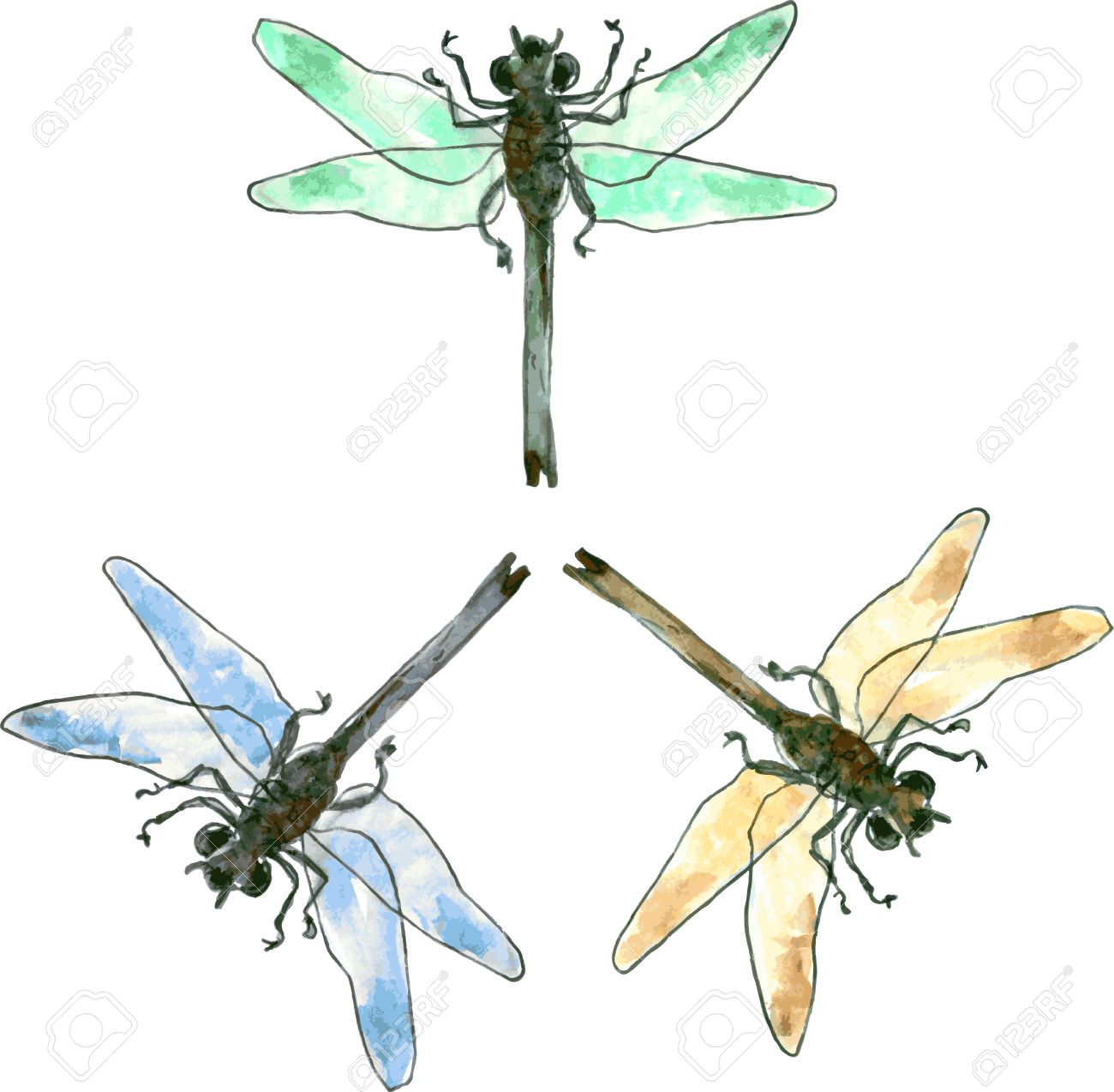 1300x1274 Three Isolated Vector Dragonflies In Different Colors Drawing