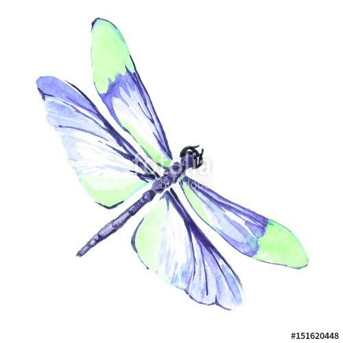 500x500 Watercolor Color Dragonfly Drawing Stock Image And Royalty Free
