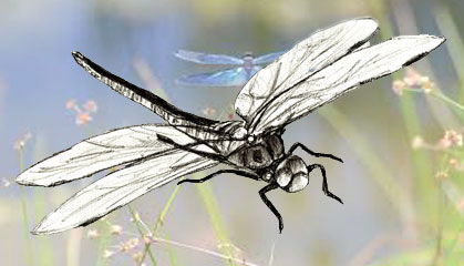 419x240 How To Draw A Dragonfly