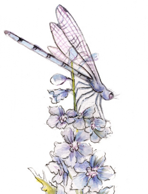 500x654 Dragonfly Drawings Tattoo