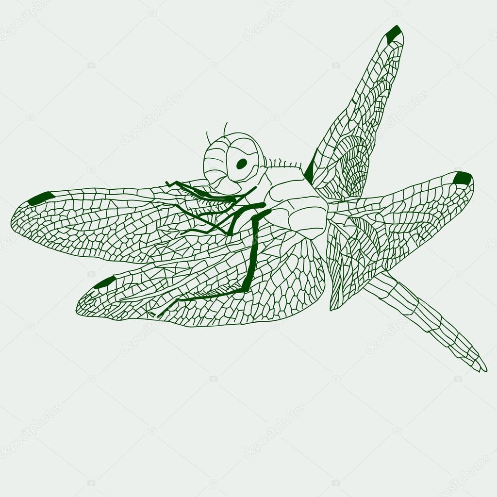 1024x1024 Dragonfly Drawing. Stock Photo Aarrows