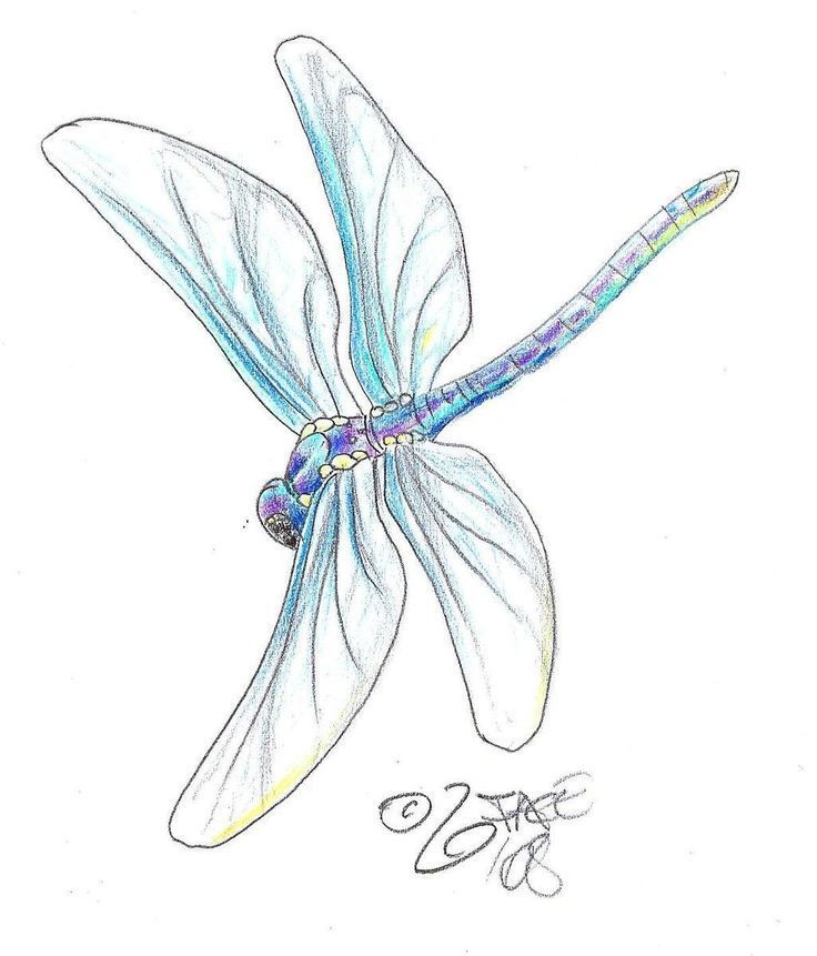 736x861 Ideas About Dragonfly Drawing On Zentangle