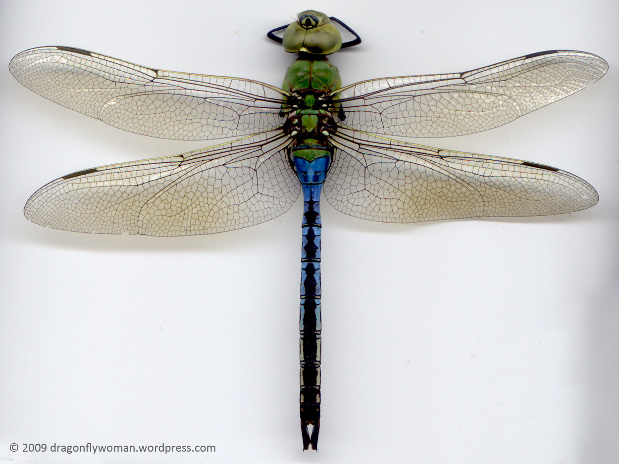 1250x938 Dragonflies And Damselflies What's The Difference (Adults