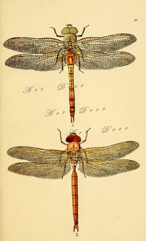 481x792 Dragonfly Scientific Drawing