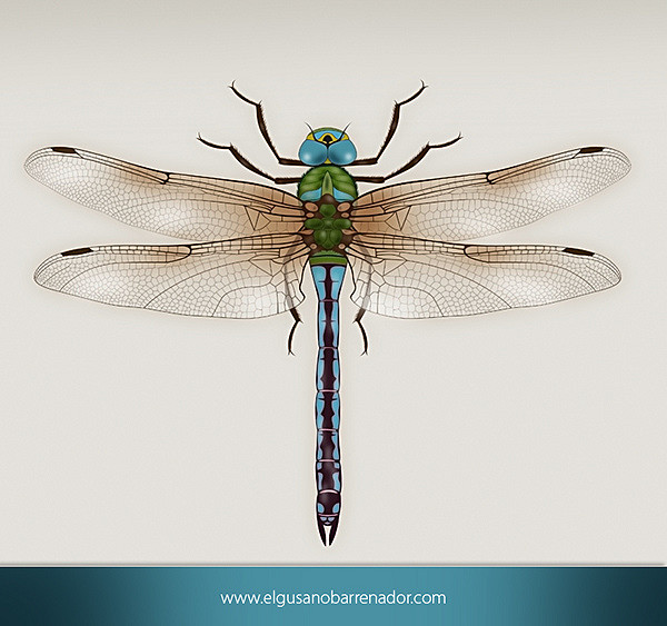 600x563 Dragonfly Scientific Illustration Dragonfly Draw By