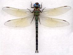 236x179 Pinned Dragonfly By Arboris Silvestre Tatts