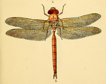 340x270 Printable Dragonfly Etsy