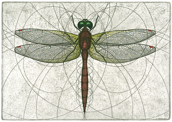 600x426 Ruby Meadowhawk Dragonfly Painting By Charles Harden