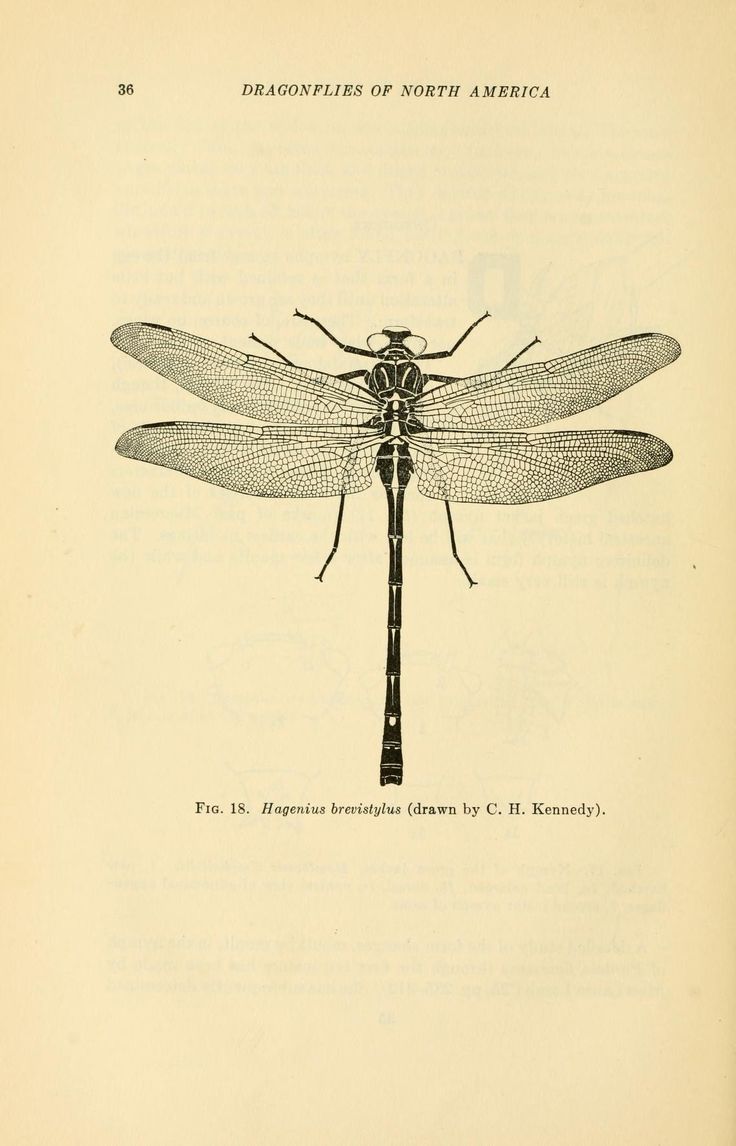 736x1146 Modernizor Hagenius Brevistylus C.h. Kennedy) Dragonfly