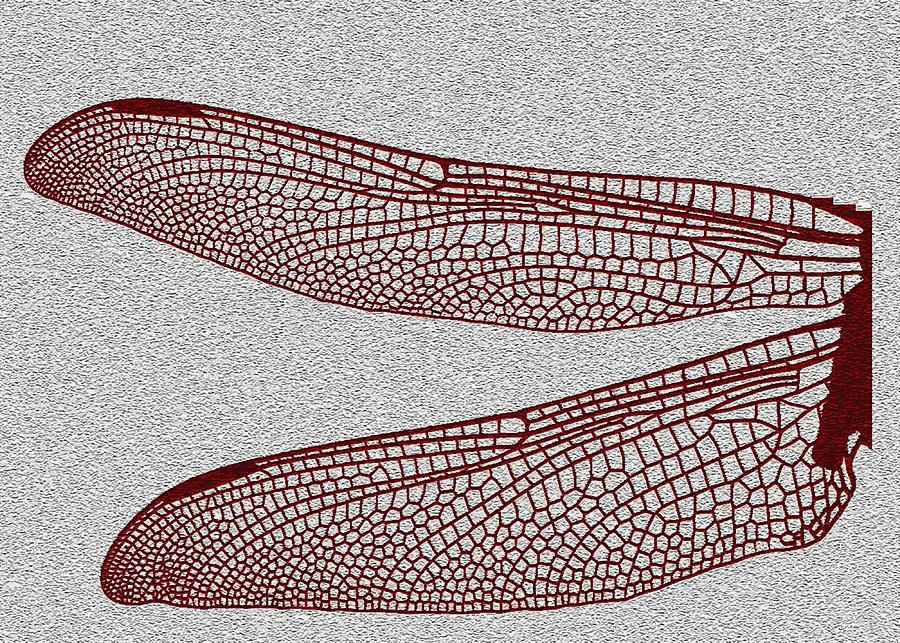 900x643 Dragonfly Wing Photograph By Mark Van Norman