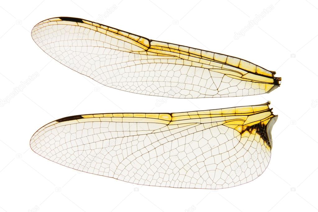 Dragonfly Wings Drawing at GetDrawings | Free download