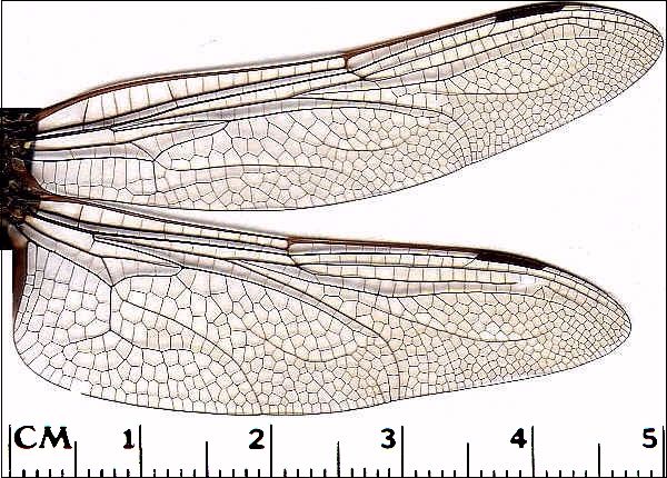 600x430 Hairstyle 2011 Dragonfly Wings Drawings Images I Like