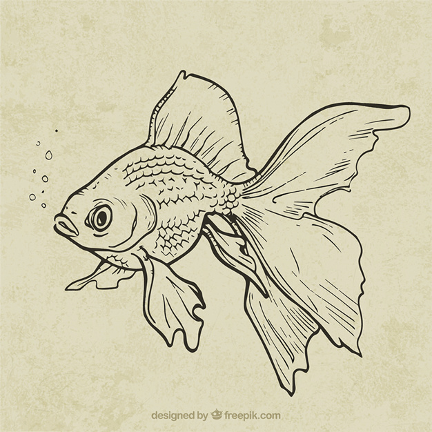 626x626 Hand Drawn Fish Vector Free Download