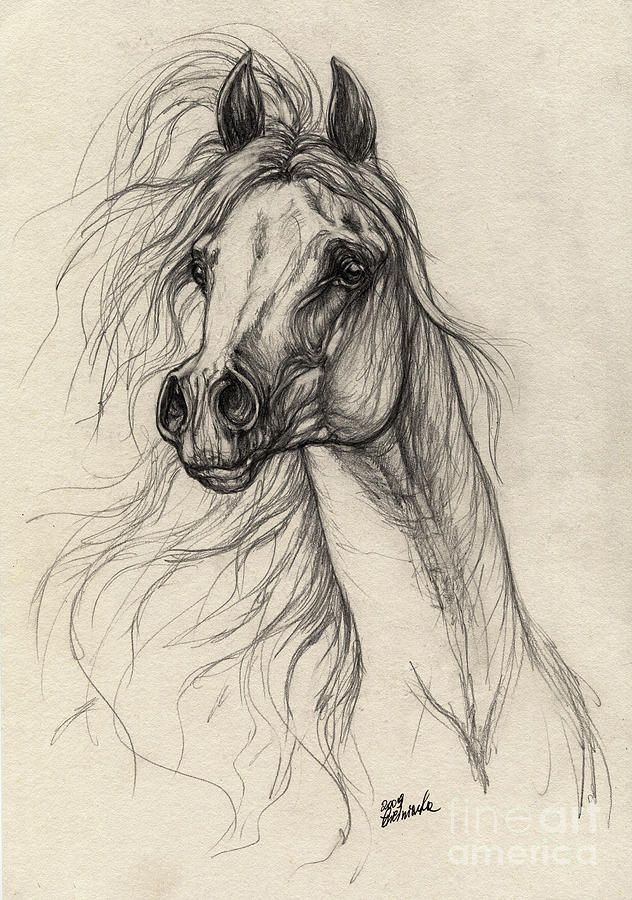 632x900 Photos Horse Pencil Drawings For Sale,