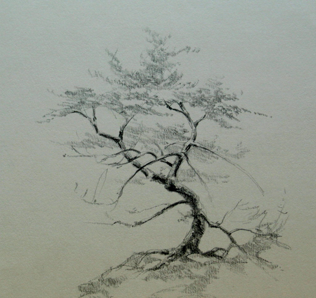 1024x968 Pencil Sketch Drawing On Tree Pencil Drawing Trees Pencil Tree