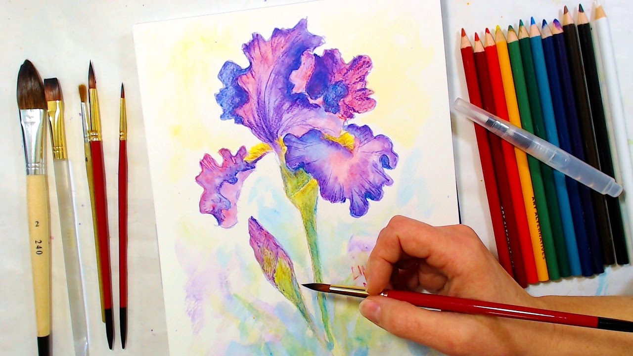 1280x720 Iris Watercolor Pencil Drawing And Painting Tutorial December
