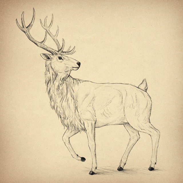640x640 How To Draw Animals Deer