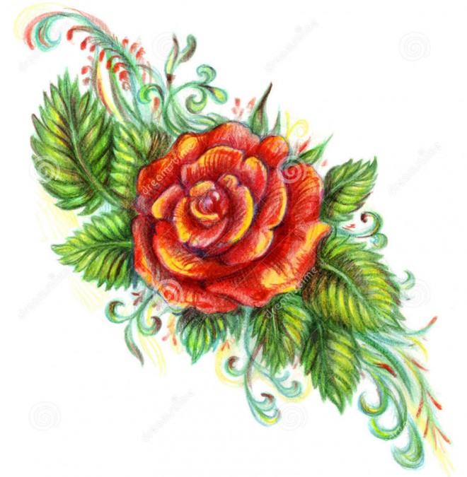 660x675 35 Beautiful Flower Drawings And Realistic Color Pencil Drawings