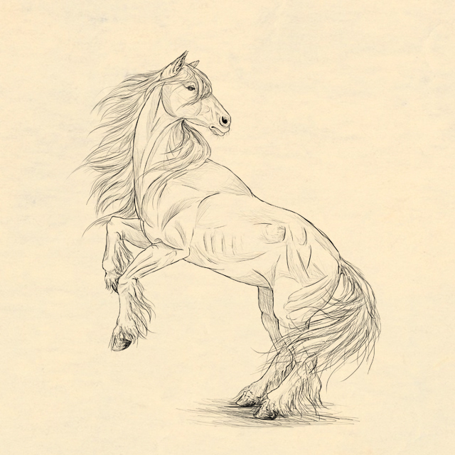 640x640 How To Draw A Realistic Horse (For Sweetiegem!)