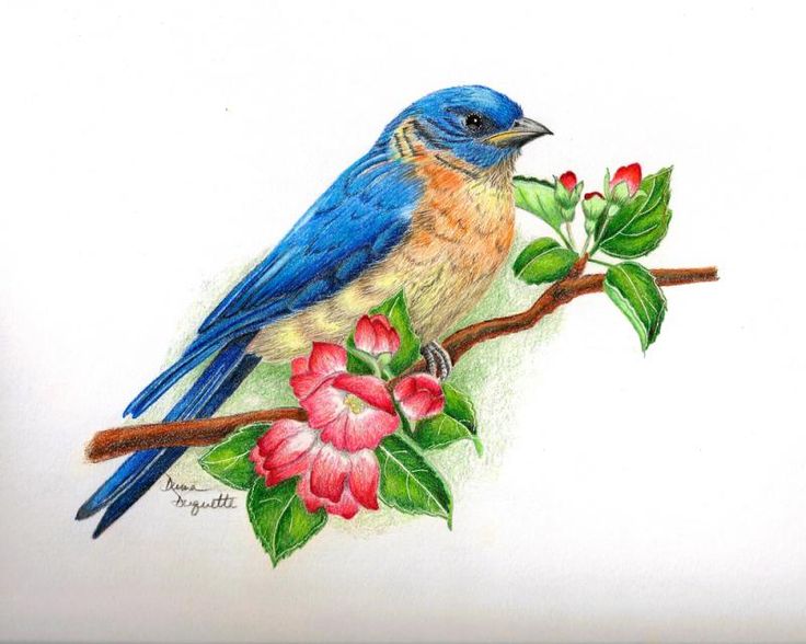 736x588 Pictures Bird Sketch By Color Pencil,