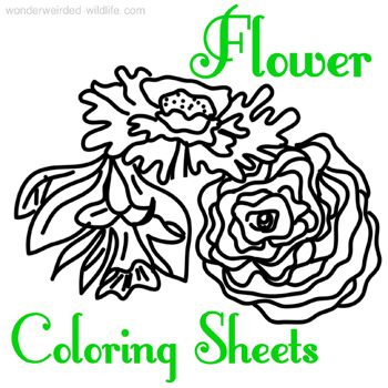350x350 46 Best Flowers And Plants Images On Coloring Pages