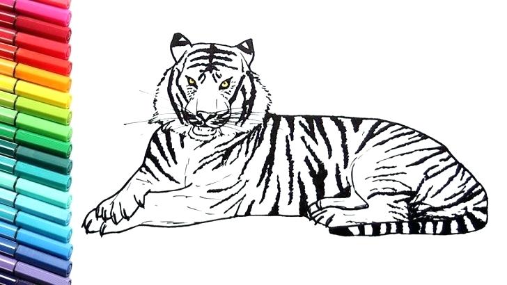 728x410 Tiger Pictures To Print Drawing And Coloring A Tiger How To Draw