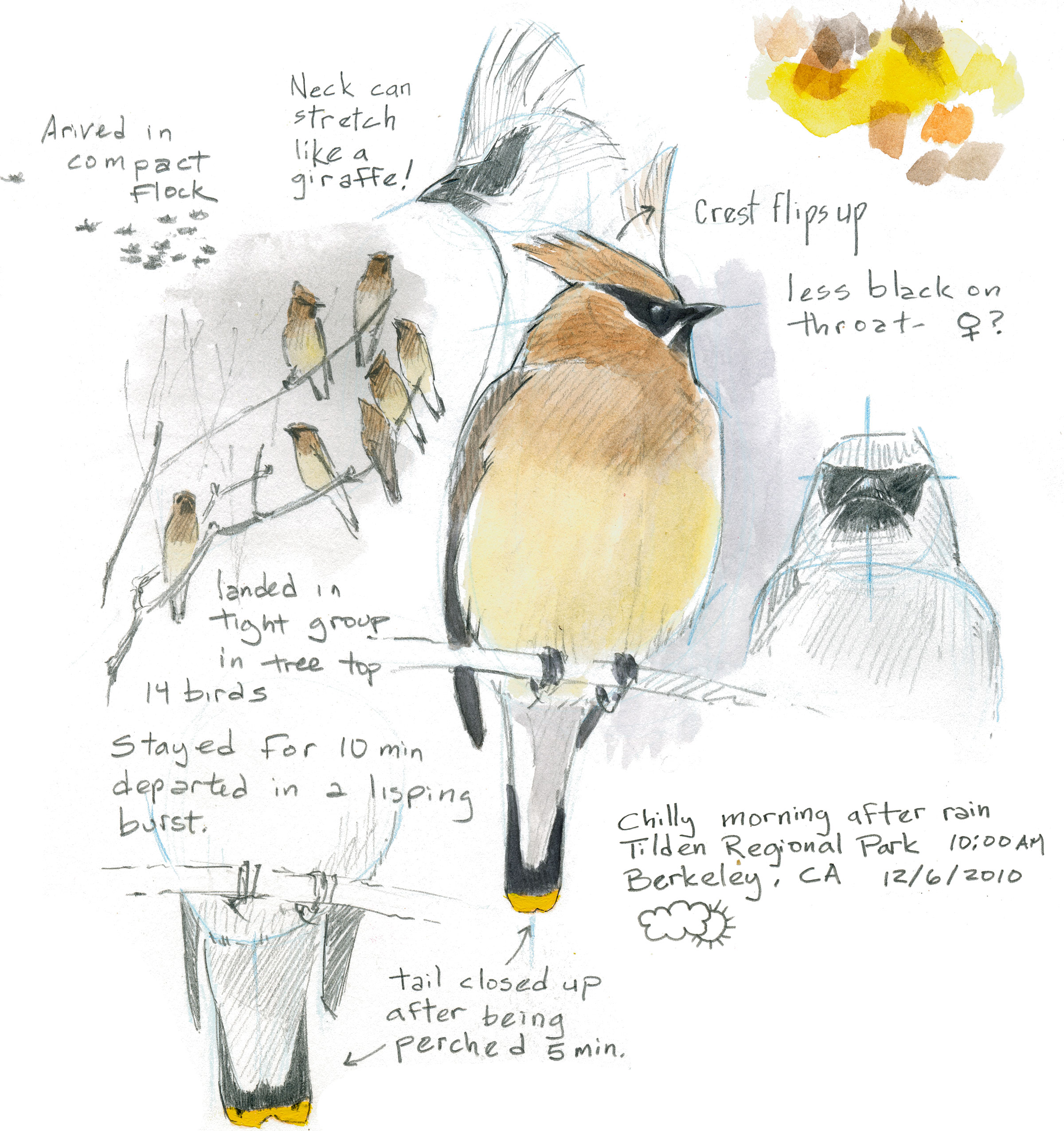 2400x2551 How To Draw A Bird Audubon