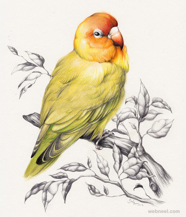 620x724 Drawings Of Birds
