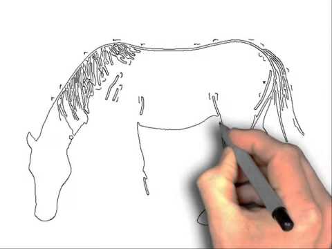 480x360 How To Draw Horse