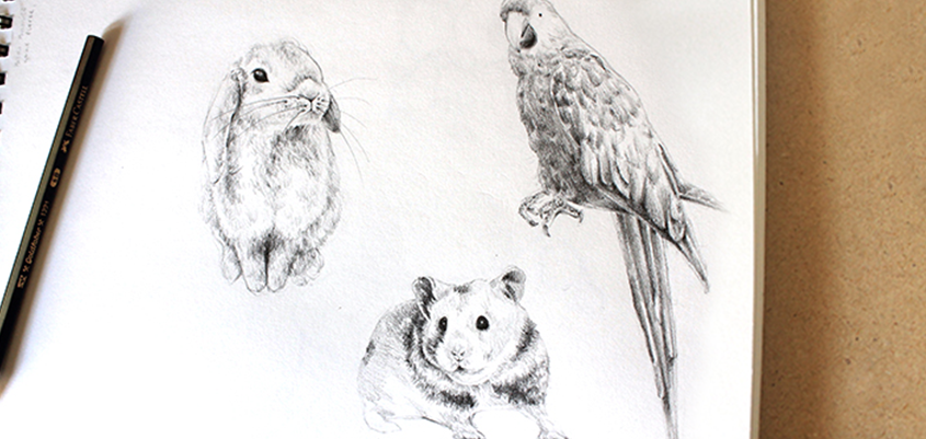845x401 Tutorials For Drawing Realistic Animals In Our Free Eguide!